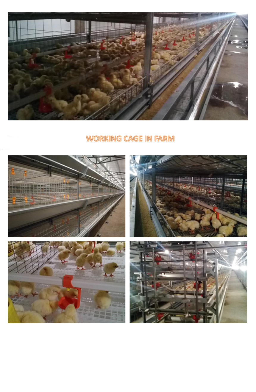 broiler cage 750 manual move out feeding pans.jpg